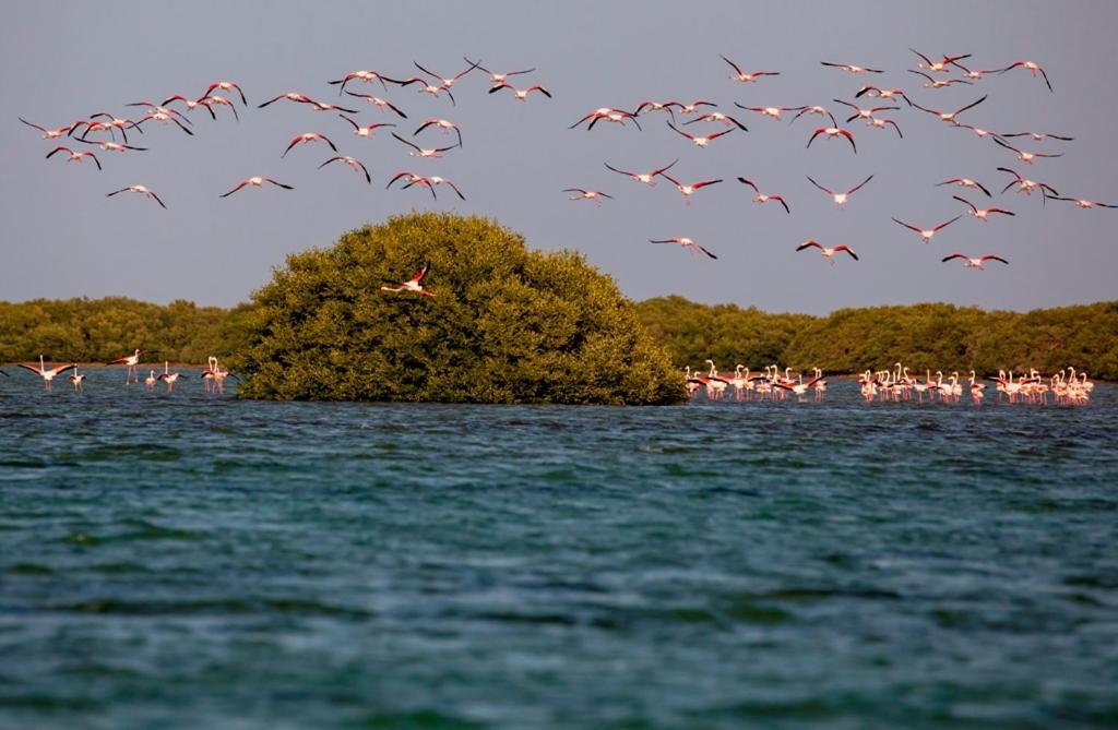 Flamingo Beach Hotel Umm al-Kuwajn Zewnętrze zdjęcie