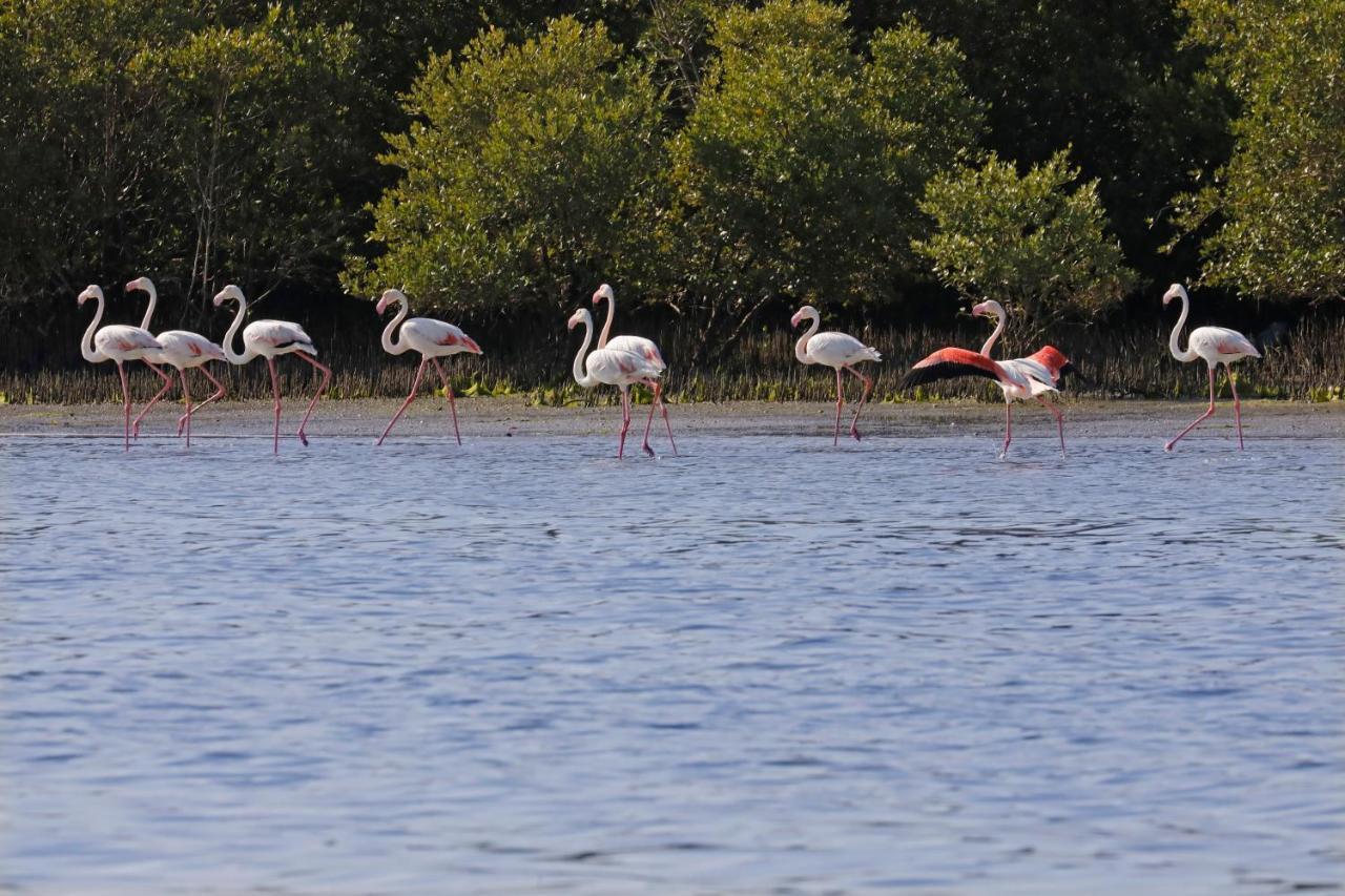 Flamingo Beach Hotel Umm al-Kuwajn Zewnętrze zdjęcie